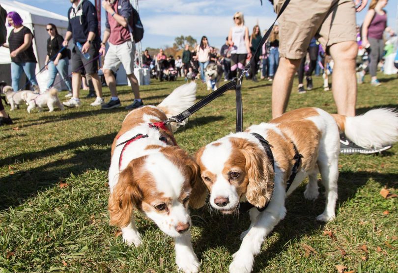 Two dogs on leads