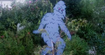 Have you seen Big Foot? Life-size cut-out 'walks' from Charnwood garden