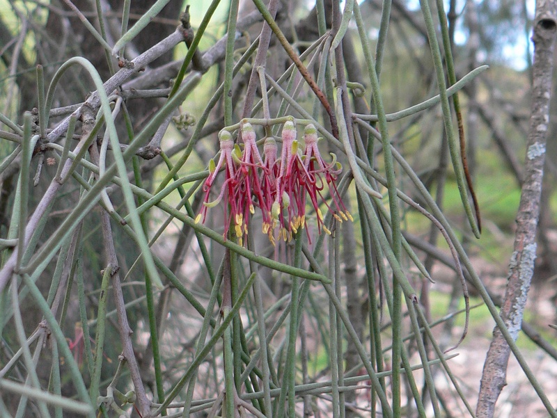 mistletoe foliage and flowers