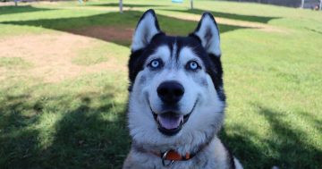 RSPCA's Pets of the Week - Zeus, Grace and Casey