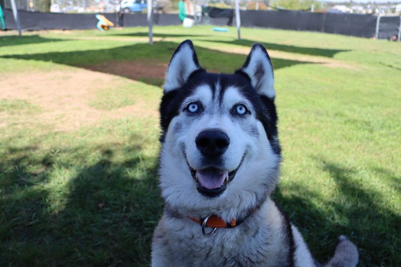 A beautiful husky with the bluest eyes you've ever seen