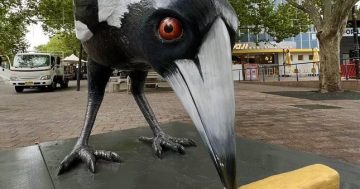 Civic's vandalised big magpie to fly off for repairs