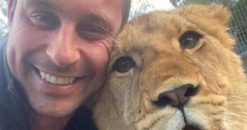 Zookeeper Chad's orphaned lioness united with brother at Mogo Wildlife Park