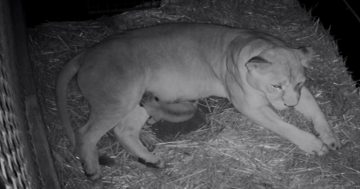 Furry new addition welcomed to Mogo Wildlife Park pride