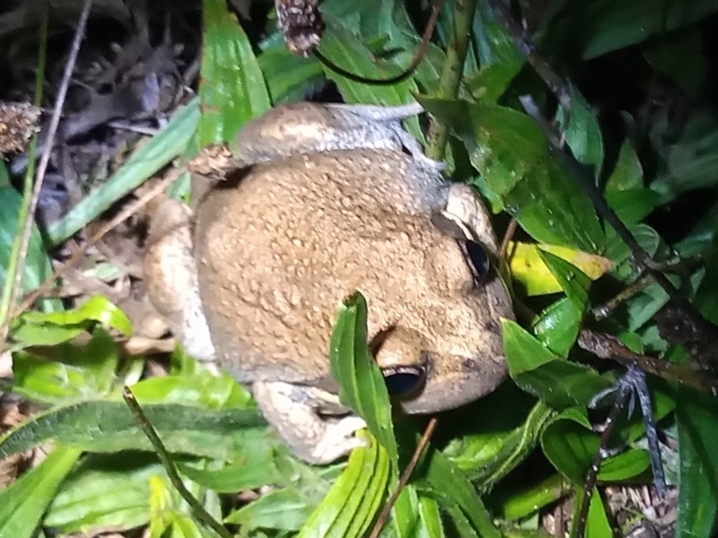 Banjo Frog