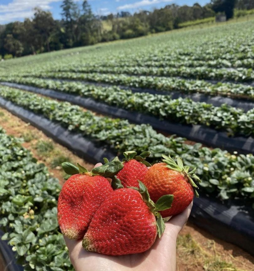 Strawberries