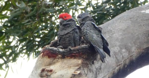 Bird-spotters needed to help bring Gang-gangs back from the brink