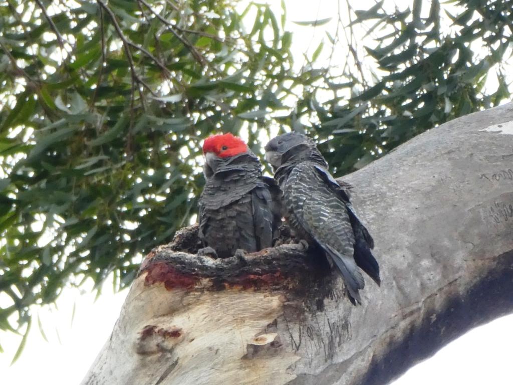 Two Gang-gang chicks about to fledge from a tree hollow.