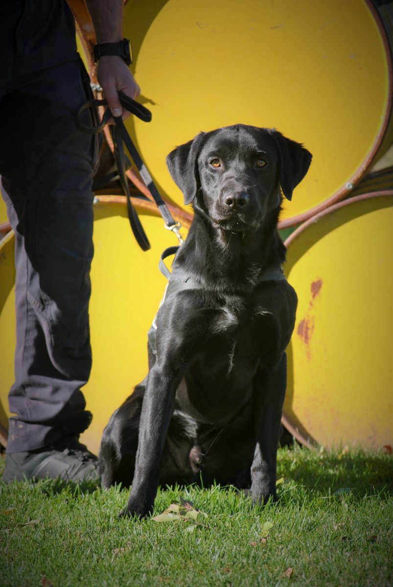 Black labrador