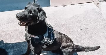 New canine crime fighter joins the AFP