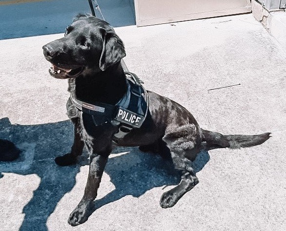 Black labrador 