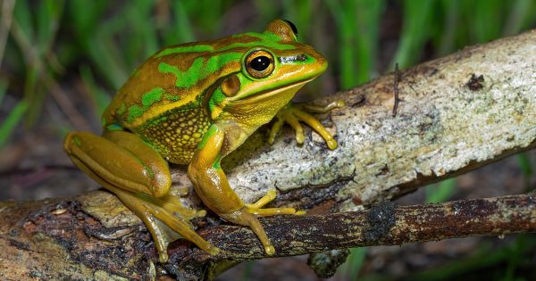 Bungendore's endangered frogs granted a second chance