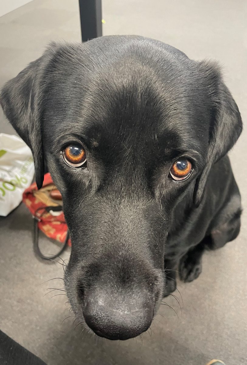 Black labrador