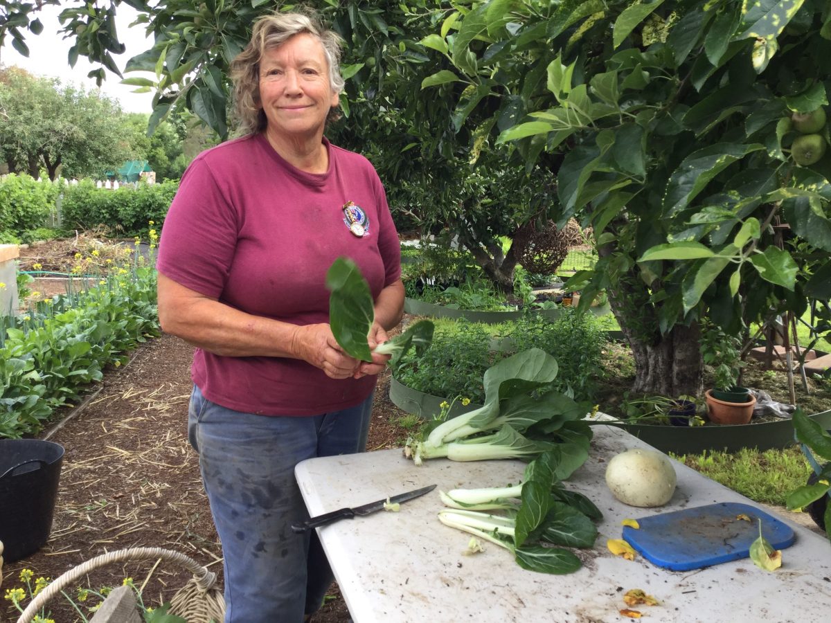 Woman with vegetable seedlings