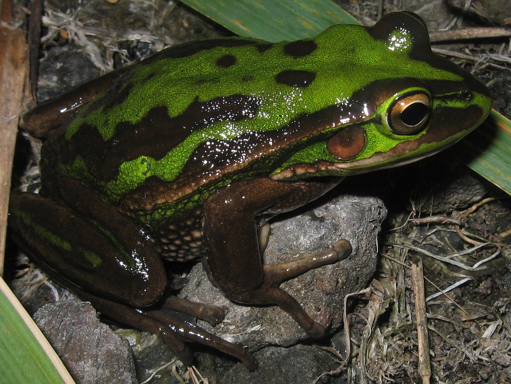 A Green and Golden Bell Frog.