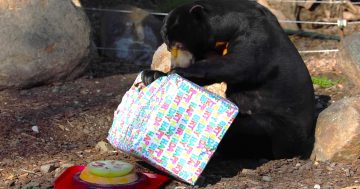 Rescued from 'fate worse than death', Canberra sun bear celebrates 18th birthday