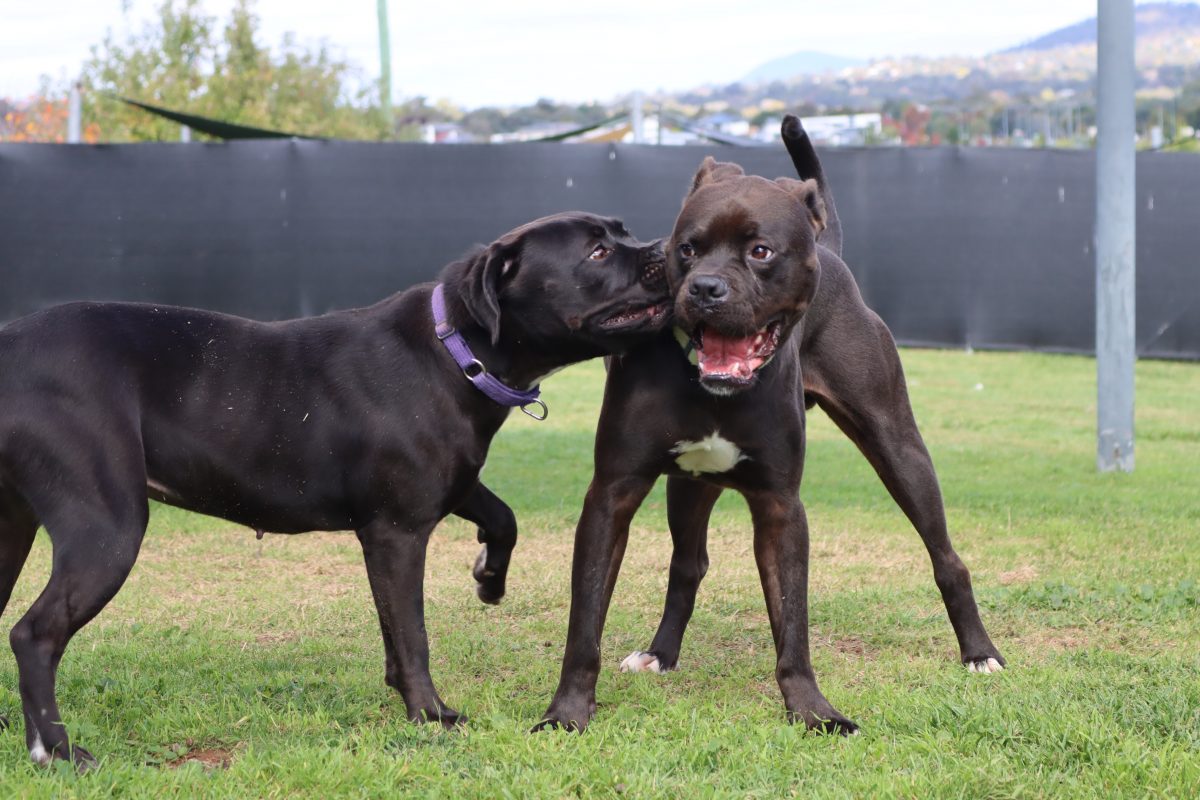 Two awesome dogs