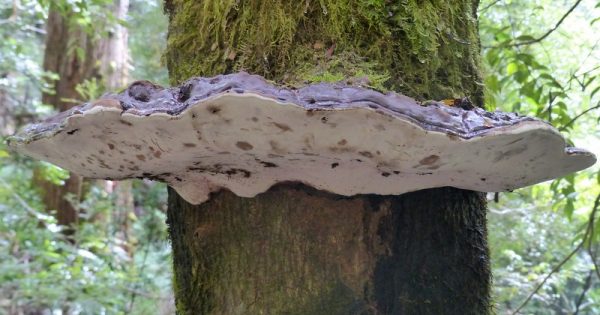 The weird, wild world of fabulous fungi is burgeoning in the bush