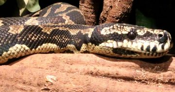 Woman charged after three metre python found in Melba home