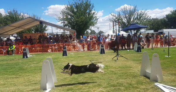 Flyball: the sport for dog and human that deserves your a-paws