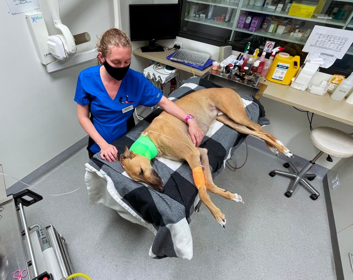 Veterinarian and dog at Canberra Veterinary Emergency Services in Gungahlin