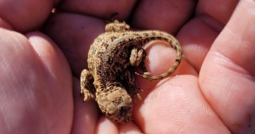 'Goldilocks' species spotted in Jerrabomberra grassland for first time in two years