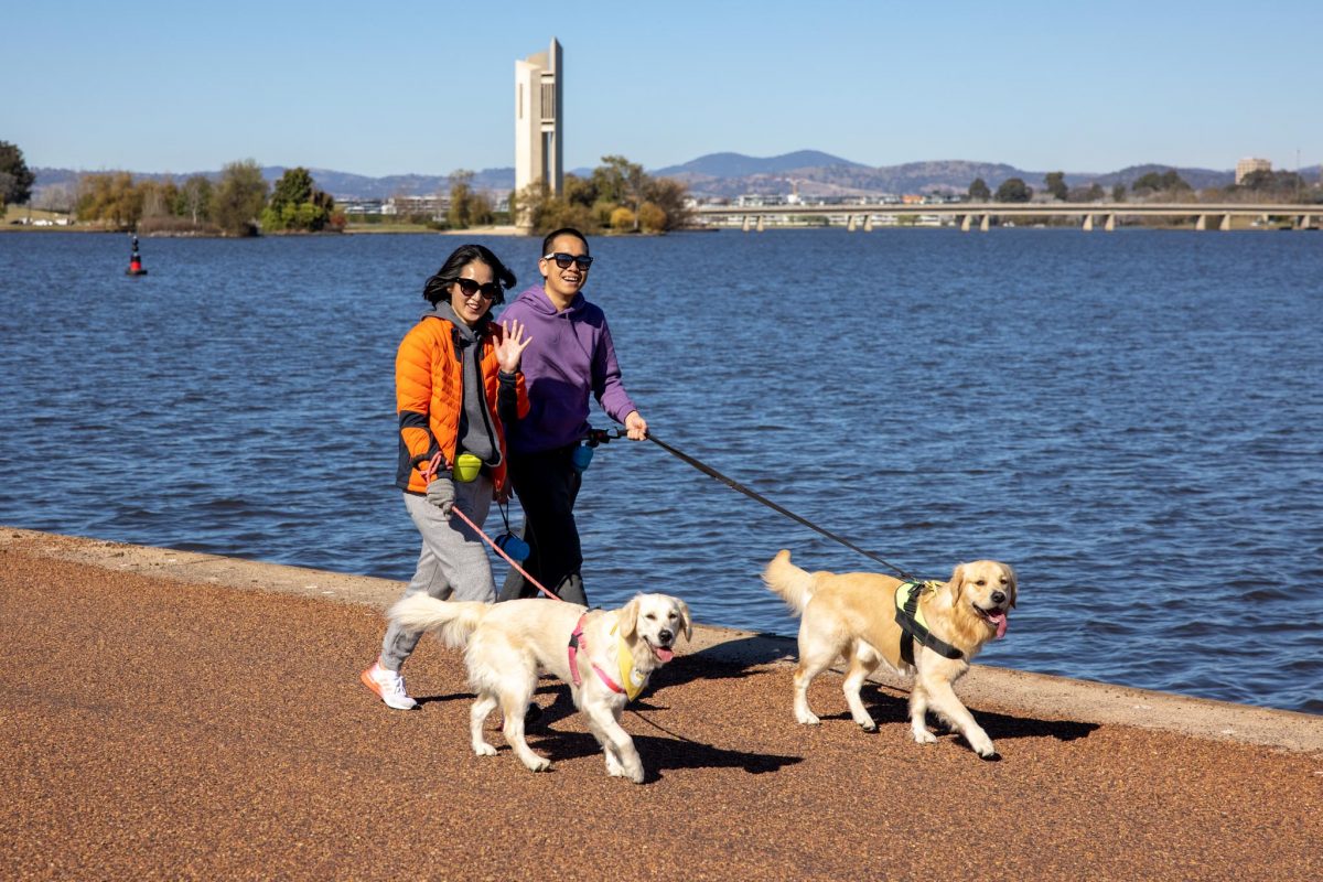 two people walking beside the lake with two golden retrievers