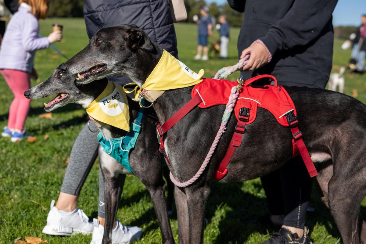 Two greyhounds get ready for the Flynn's Walk. 