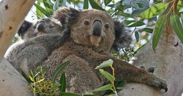 Wildlife wins for threatened species in state's south