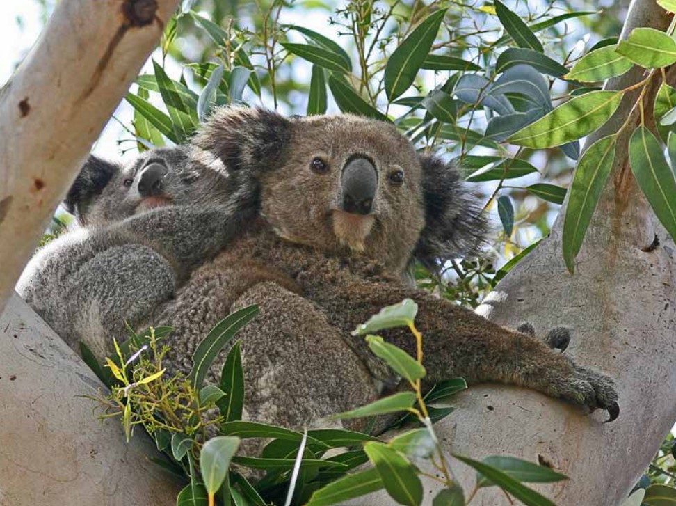 Koalas are among the threatened species set to benefit from the land acquisition near Cooma. Photo: NSW Environment.