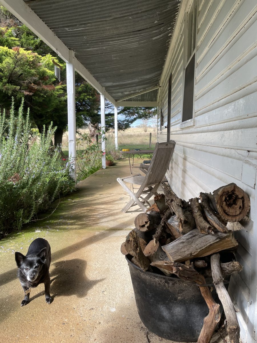 Dog at wood heap