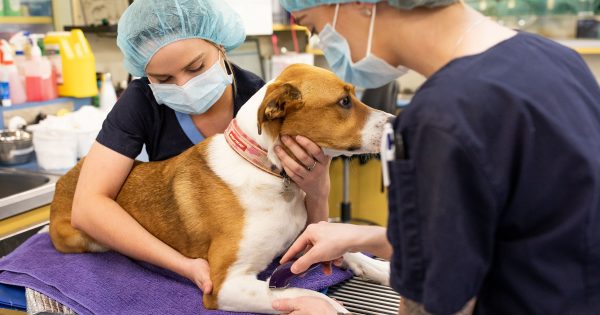 Potentially fatal dog disease detected in NSW