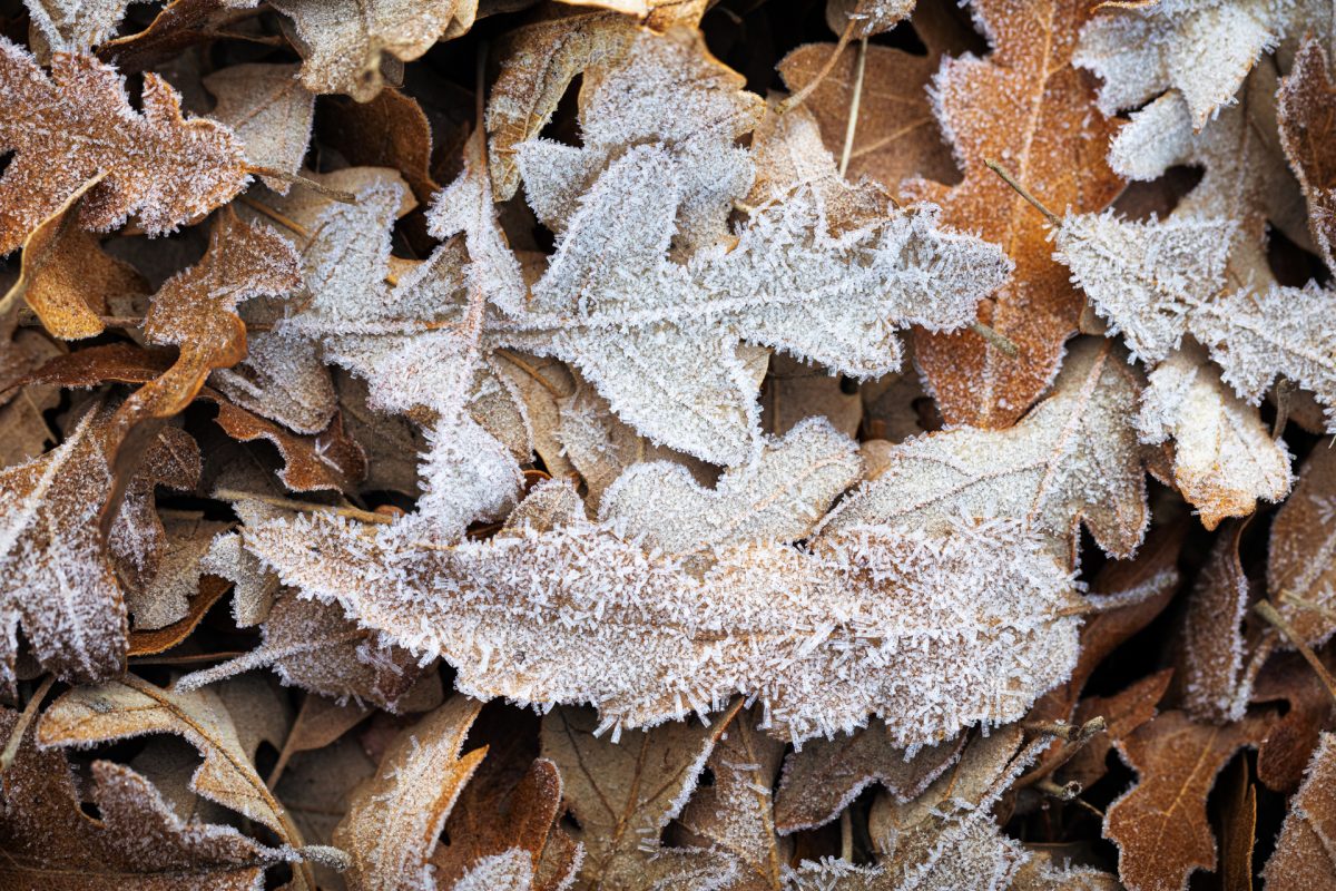 frost on leaves