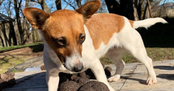 Unearth your favourite truffle hunter and make a dog's day