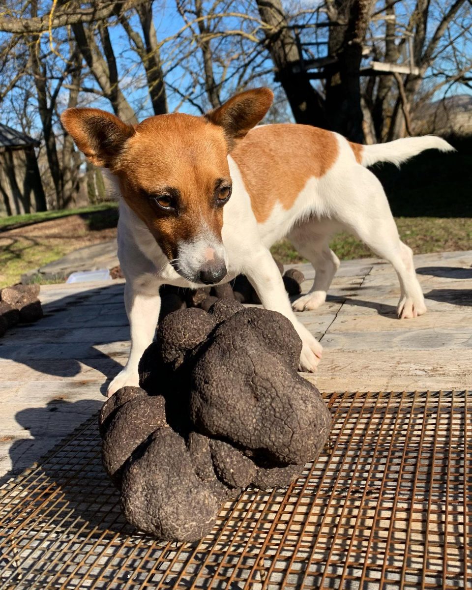 Dog with truffle
