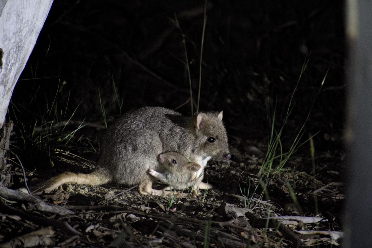 Bettongs