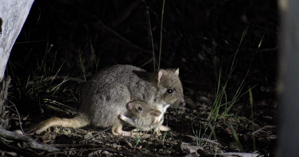 Canberra's 'rat kangaroos' are back and there's more on the way