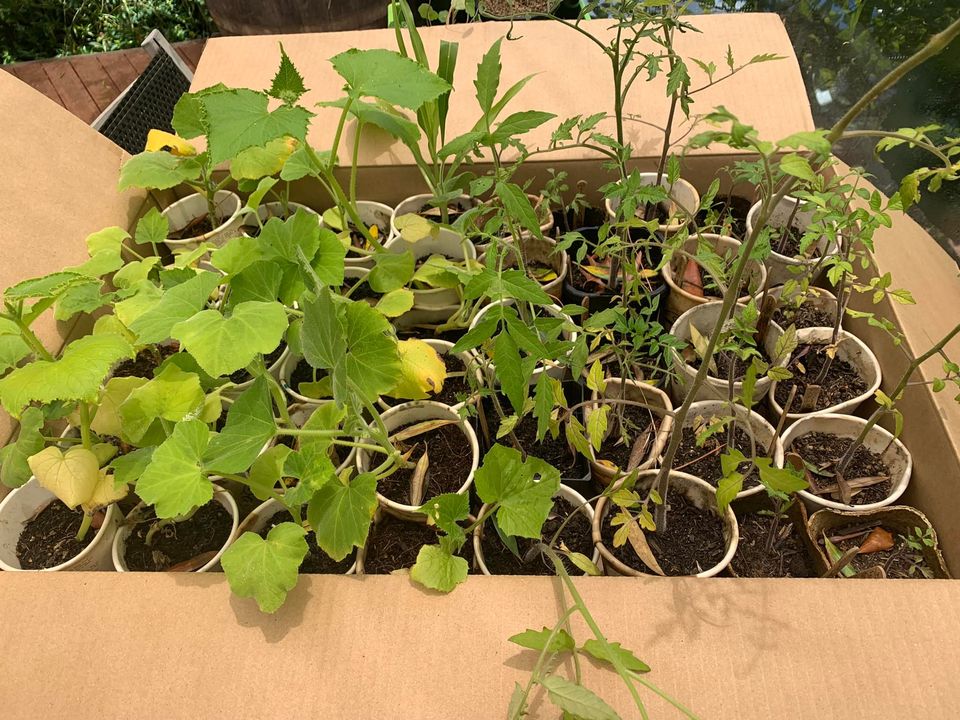 box of seedlings