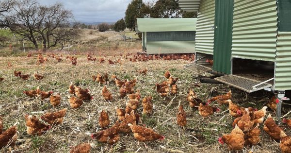 What came first? The chicken or the lead? Either way, it’s fake news for Canberra farmers