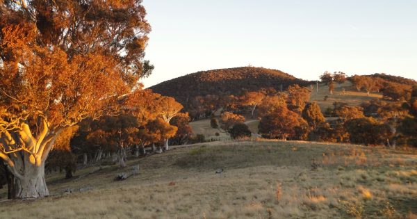 'I still hope': Small step taken in Majura Valley farmers' battle over rural land leases