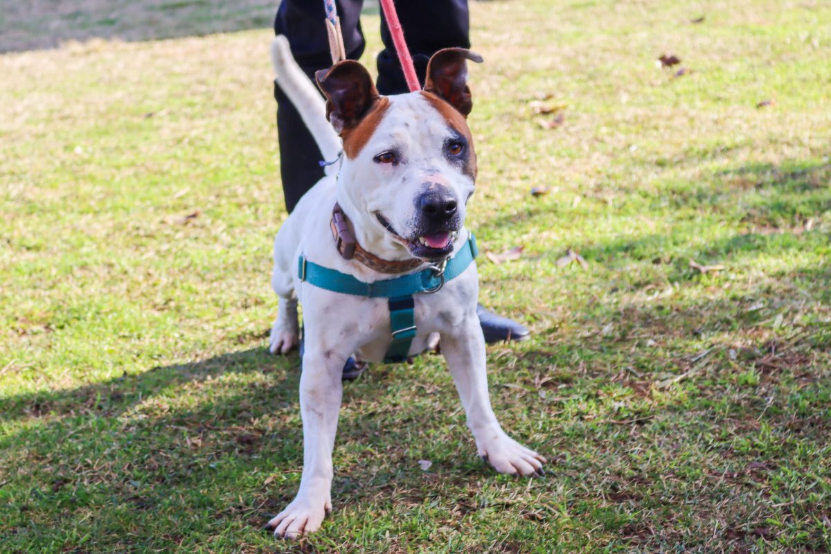 Honey the Staffy