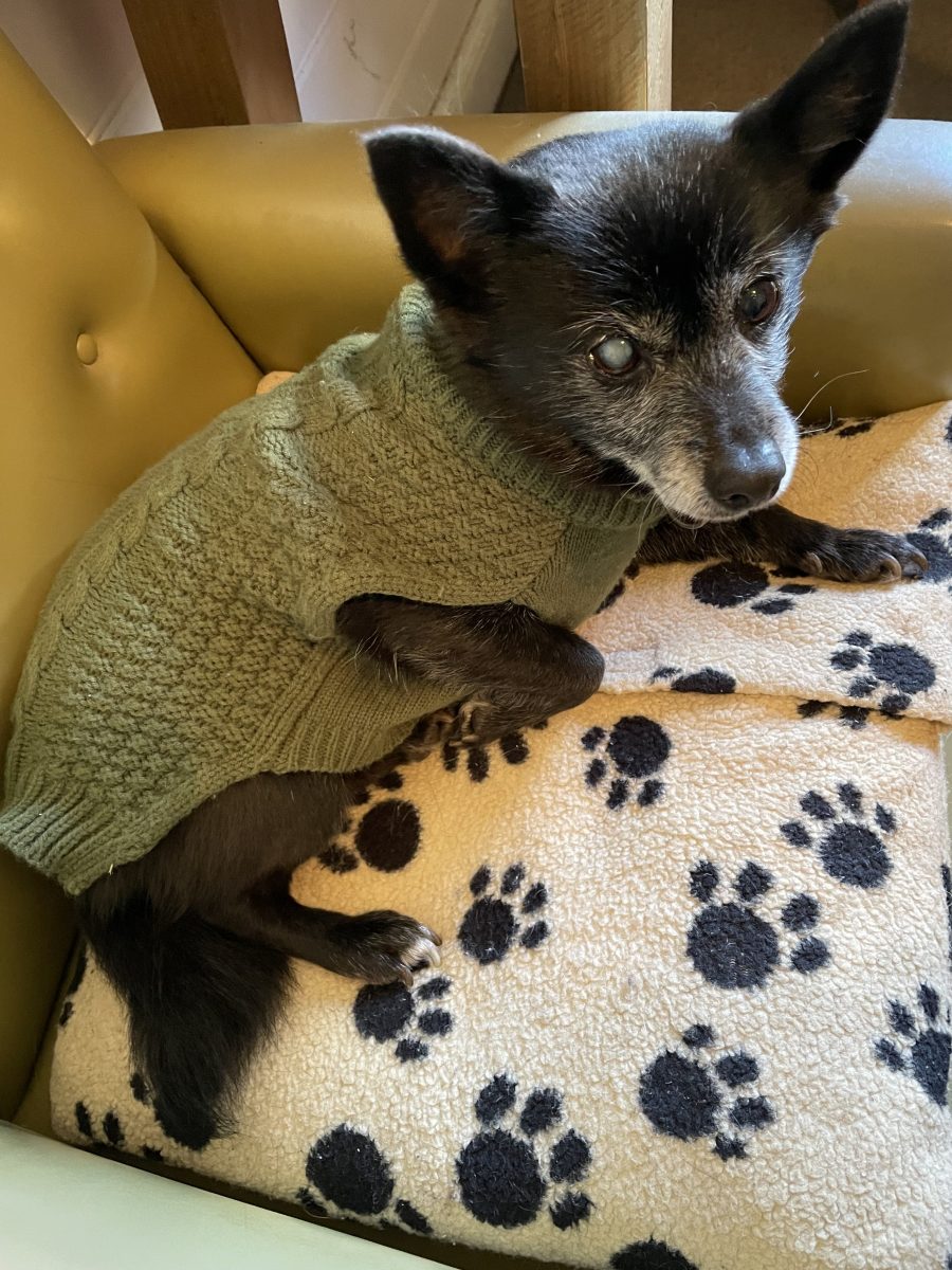 Dog in jumper