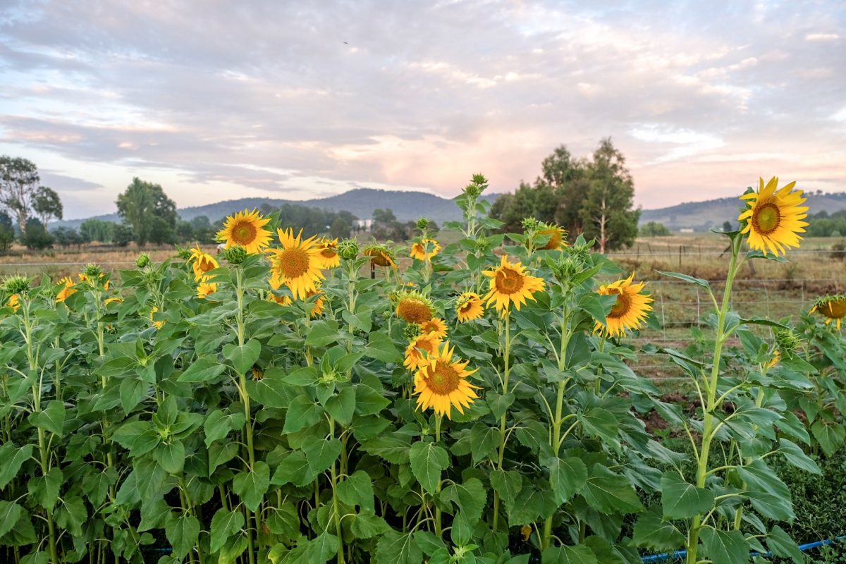 field of sunflowers