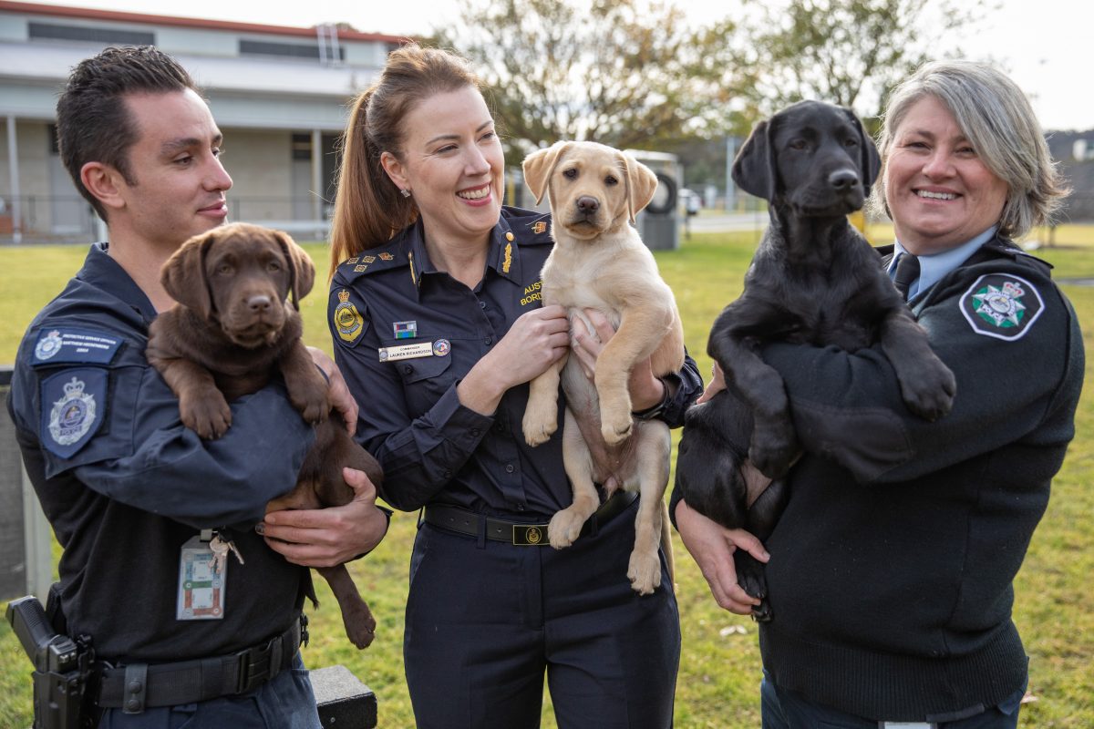 Three new Labrador puppies with handlers.