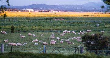 Proposed transport depot another blow to Majura Valley, says farm lobby