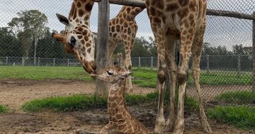 Baby giraffes and laughing hyena added to zoo families in Canberra and South Coast