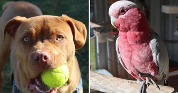 RSPCA's Pets of the Week - Walter and Ray