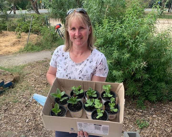 woman holds box of seedlings