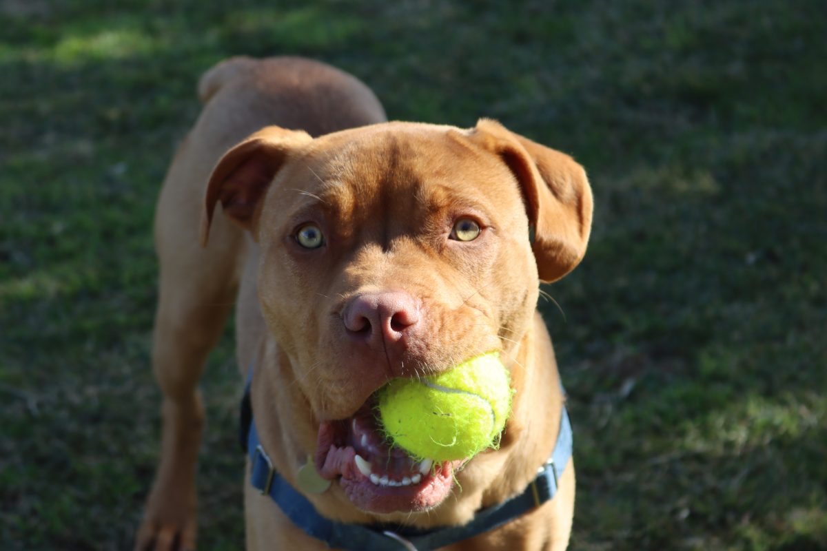 Beautiful dog with a tennis ball