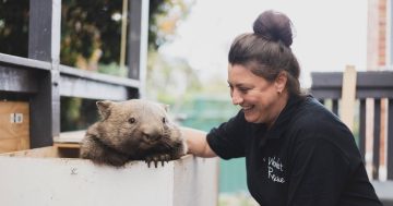 Why does the wombat keep crossing a Tuggeranong road in peak hour? It's complicated